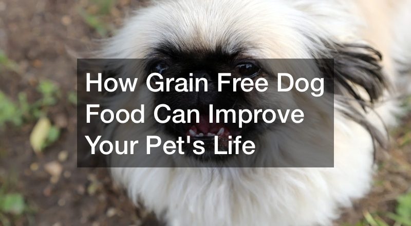 How Grain Free Dog Food Can Improve Your Pets Life