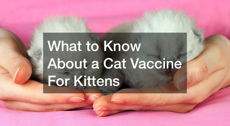 What to Know About a Cat Vaccine For Baby Cats