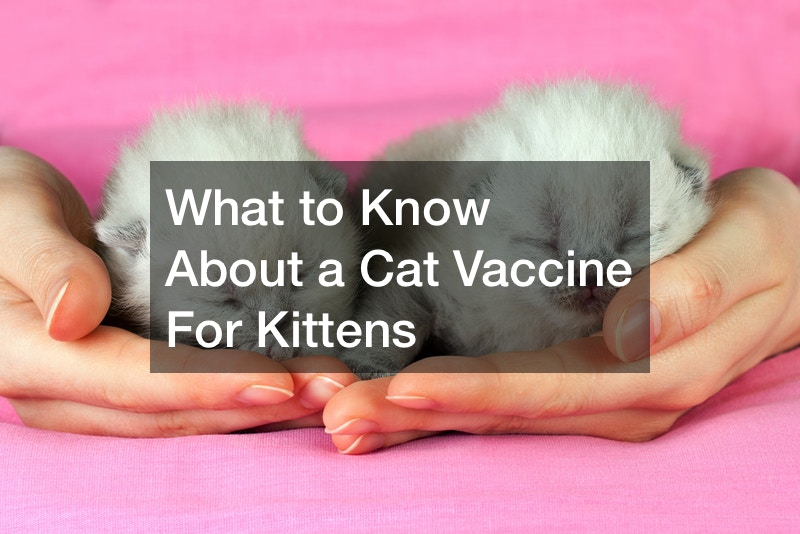 What to Know About a Cat Vaccine For Baby Cats