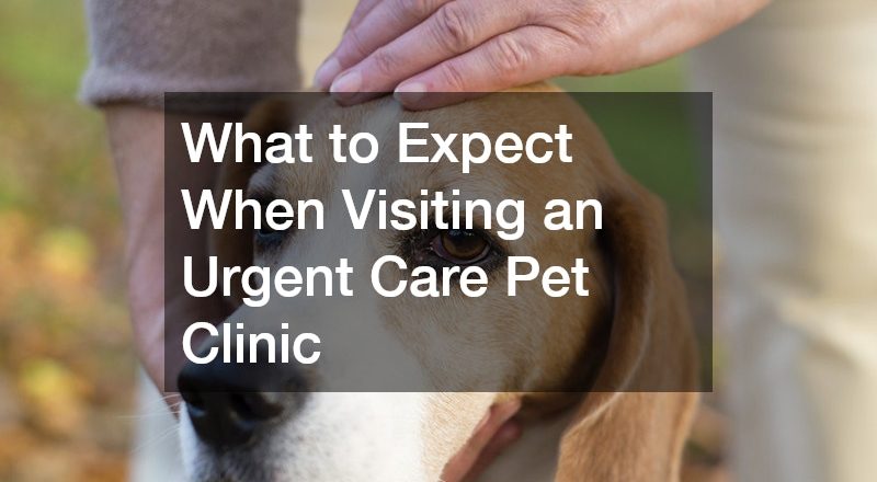 What to Expect When Visiting an Urgent Care Pet Clinic