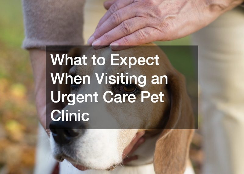 What to Expect When Visiting an Urgent Care Pet Clinic