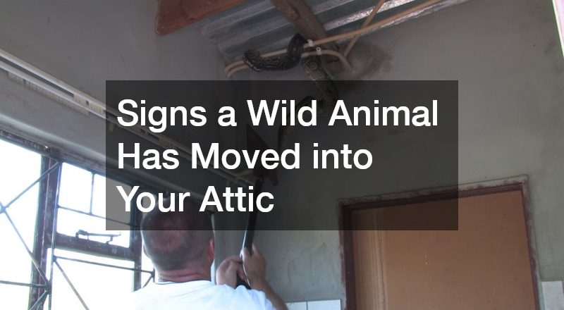 Signs a Wild Animal Has Moved into Your Attic