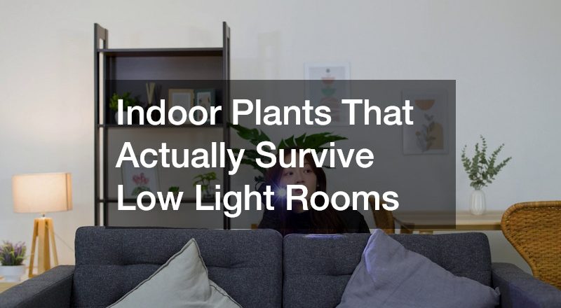 Indoor Plants That Actually Survive Low Light Rooms